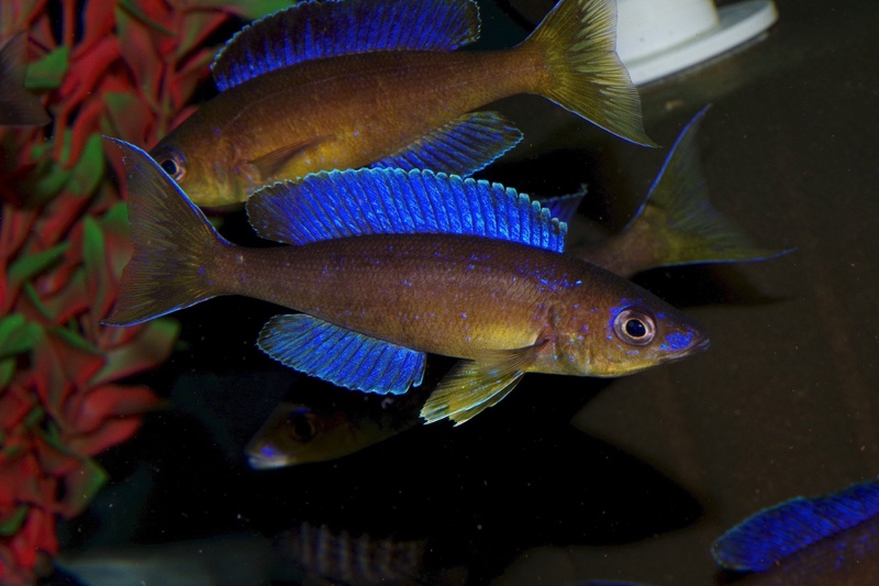 Cyprichromis microlepidotus 'Luagala Point'